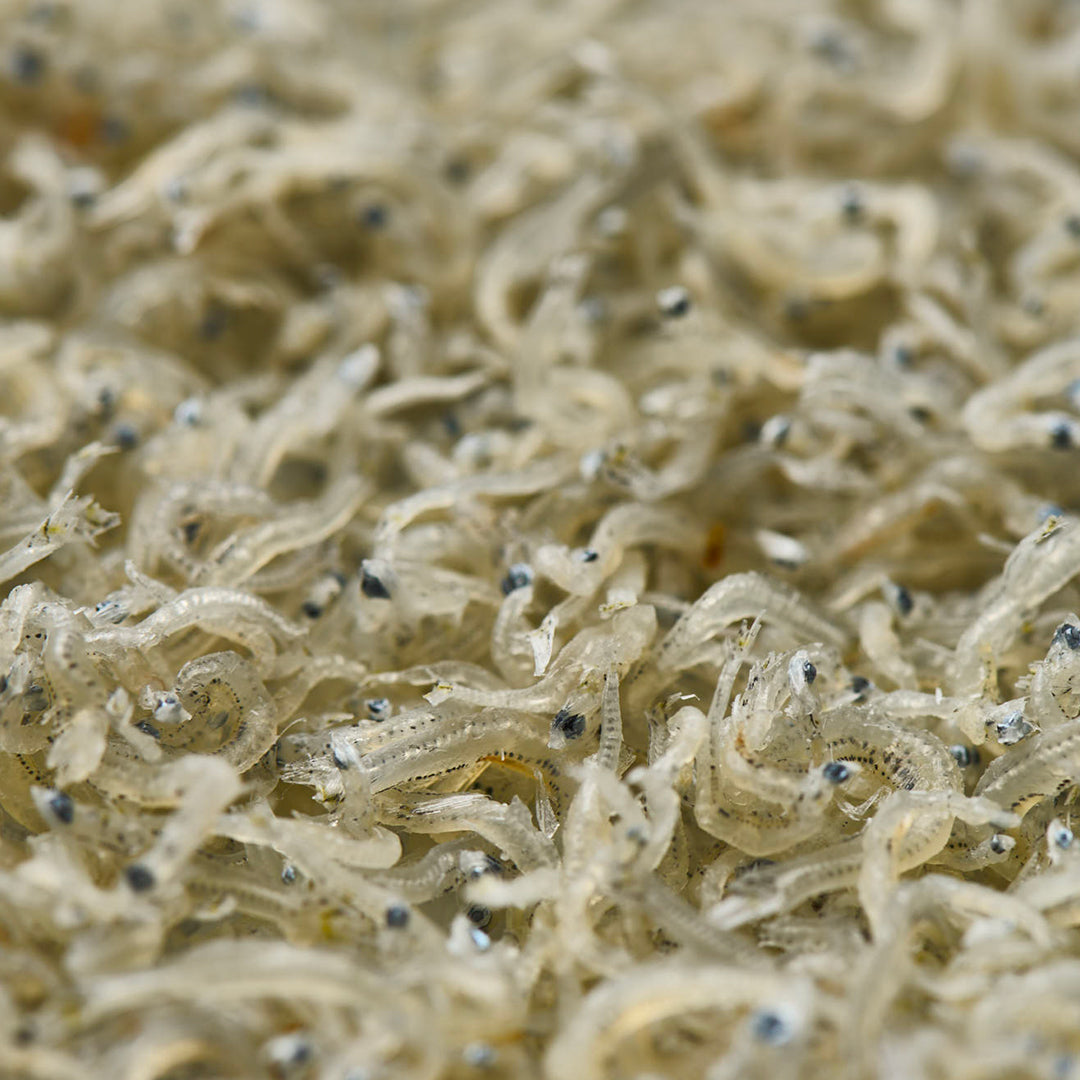 できたてちりめん 500g【期間限定】