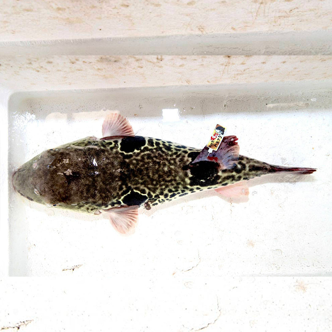 天然とらふぐ唐揚げセット(から揚げ粉付き)*冷凍発送*